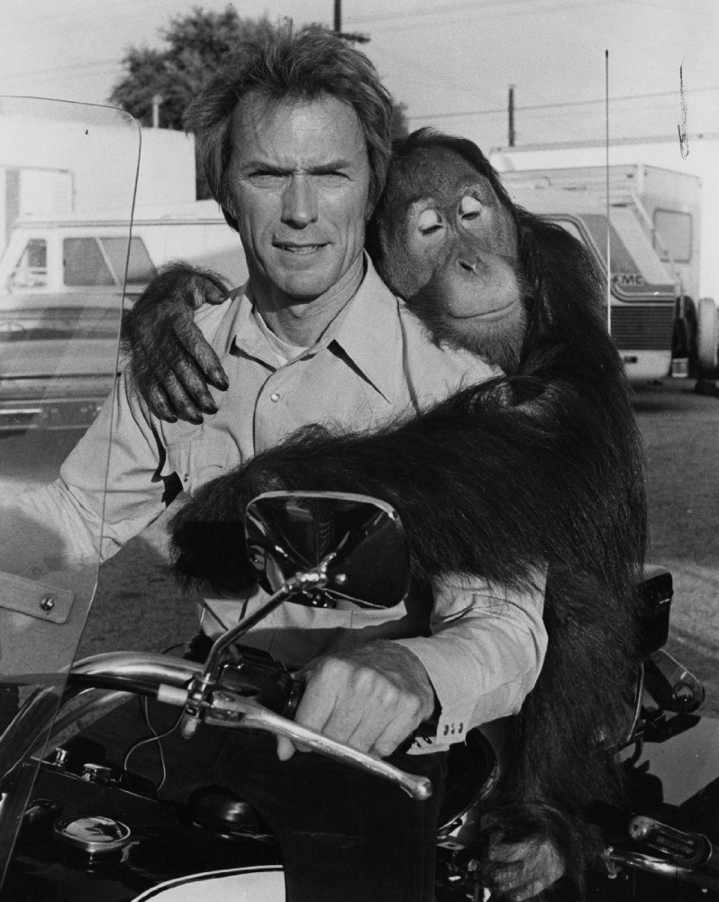 Manis the Orangutan
